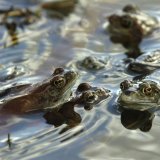 Le passage des grenouilles sous les rails a été facilité dans la Grande Cariçaise (photo d'illustration). KEYSTONE/REGINA KUEHNE